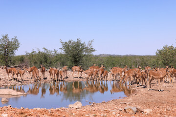 a herd of impala antelopes drink at a waterhole in Etosha, Namibia