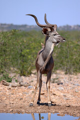 a male kudu antelope at a waterhole in Namibia