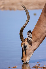 a male impala antelope drinks at a waterhole in Namibia