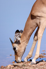 juvenile impala antelope drinks at a waterhole in Etosha Nationalpark