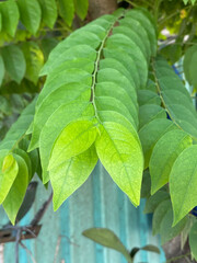 green star gooseberry leaf background in the garden