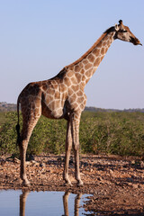 a single giraffe at a waterhole in Namibia