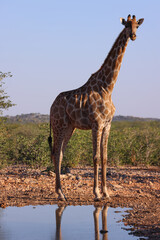 a single giraffe at a waterhole in Namibia