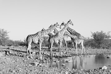 black and white picture of a group of giraffes at a waterhole in Etosha NP © Marcel