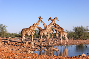 a group of giraffes at a waterhole in Namibia