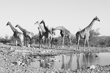 black and white picture of a group of giraffes at a waterhole in Etosha NP