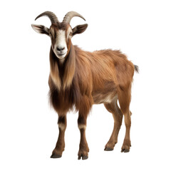 goat looking isolated on white
