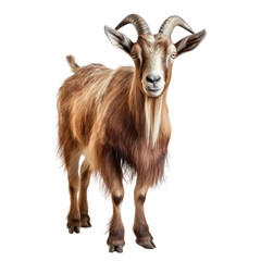 goat looking isolated on white