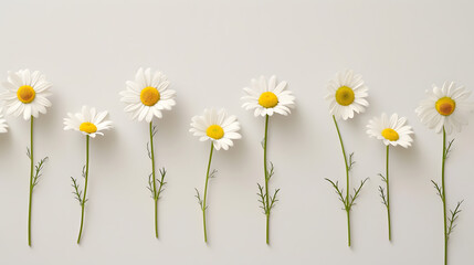 Obraz premium Chamomile flowers isolated on light gray background Collection of beautiful chamomile flowers summer sunny flower Medicinal plant Floral background blooming Element for your design : Generative AI