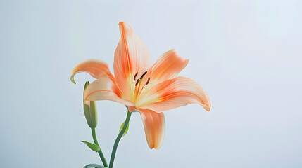 Obraz premium A lily flower decorating on white : Generative AI
