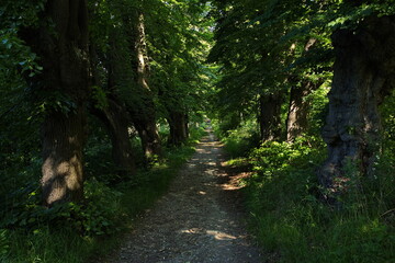 Old linden tree avenue in Hornstein in Burgenland,Austria,Europe
