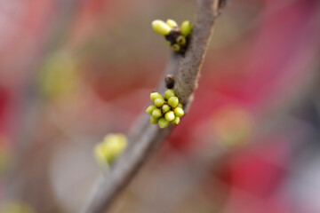Chinese redbud Shirobana branch with flower buds