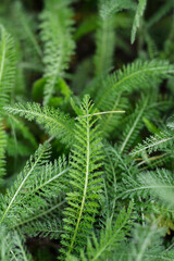Mountain Yarrow leaves