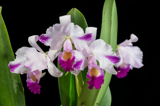 Cattleya trianaei splash, a species orchid with splashes of color, or flaring, on the outer petals