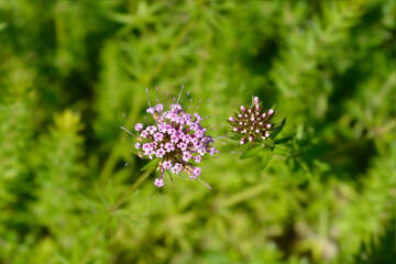Caucasian crosswort flowers