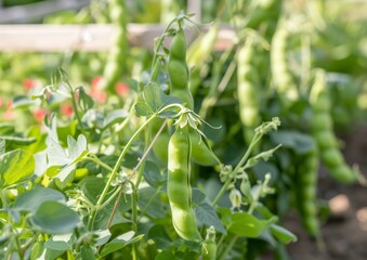 Obraz premium Close-Up of Green Pea Pods Growing in a Garden