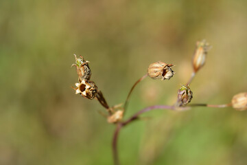 Ragged robin seed heads