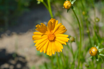 Star tickseed flowers