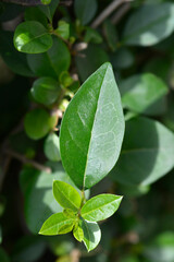 Oval-leaved privet leaves