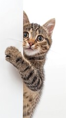 Happy cat peeks out from behind a banner and waving his paw. isolated on white background