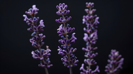 Closeup of lavender flowers Soft focus on black background : Generative AI