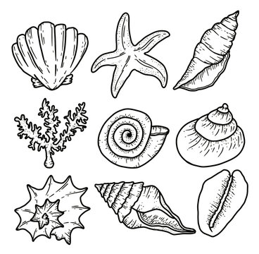 Collection of Shell ink starfish marine ocean sea hand drawing illustration doodle art black line