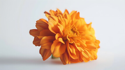 Cempasuchil orange flower on white background Mexican flower : Generative AI