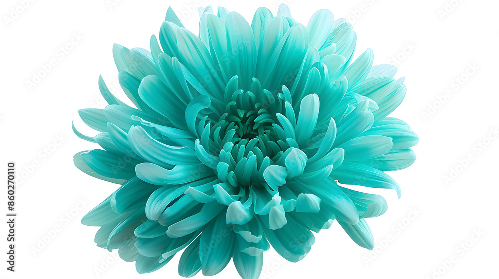 Poster turquoise chrysanthemum flower on a white isolated background with clipping path for design closeup 