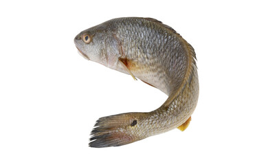 Fresh redfish or red drum fish isolated on white, Sciaenops ocellatus