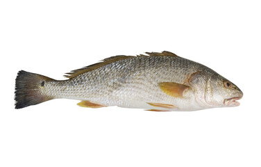Redfish or red drum fish isolated on white, Sciaenops ocellatus