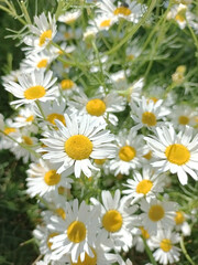 Obraz premium a bush of blooming chamomile in the sunbeam
