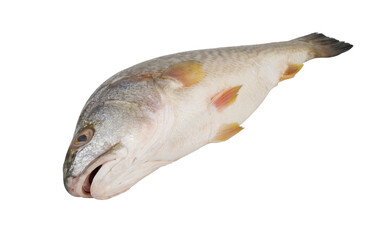 Raw redfish or red drum fish isolated