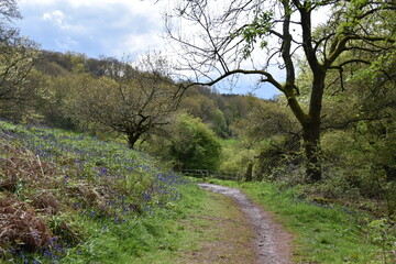 the bluebells blooming on walton hill in clent 