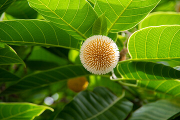 Kodom ful _ Neolamarckia cadamba , burflower-tree, laran, Leichhardt pine 