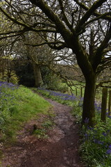 the bluebells blooming on walton hill in clent 