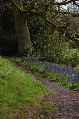 the bluebells blooming on walton hill in clent 