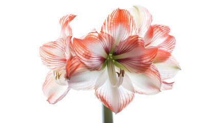 Beautiful real single flower flowerhead of tropical Amaryllis flower cut out on an isolated background : Generative AI