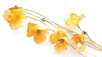 Pressed and dried delicate yellow flowers eschscholzia eschscholzia Californica California poppy Isolated on white background For use in scrapbooking floristry or herbarium : Generative AI