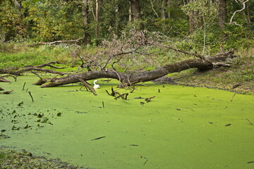 Creek at the hiking track through floodplain forest at Marchegg, district of G&auml;nsendorf, Austria, Europe
