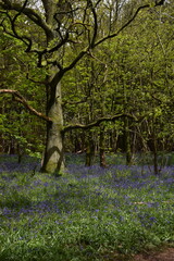 the bluebells blooming on walton hill in clent 