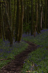 the bluebells blooming on walton hill in clent 