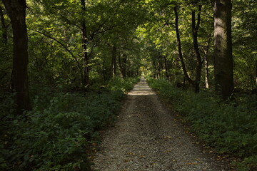 Fototapeta premium Hiking track through the floodplain forest at Marchegg, district of Gänsendorf, Austria, Europe 