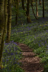 Fototapeta premium the bluebells blooming on walton hill in clent 