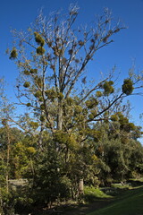 Fototapeta premium Tree with mistletoe at Marchegg, district of Gänsendorf, Austria, Europe 