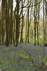 the bluebells blooming on walton hill in clent 