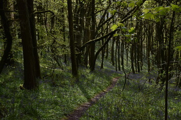 Obraz premium the bluebells blooming on walton hill in clent 