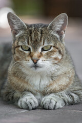 Adorable tabby cat posing for the camera.