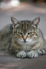 Adorable tabby cat posing for the camera.