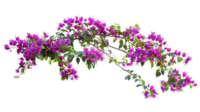 purple flower vine  bush tree isolated tropical Colorful floral plant on white background with clipping path : Generative AI