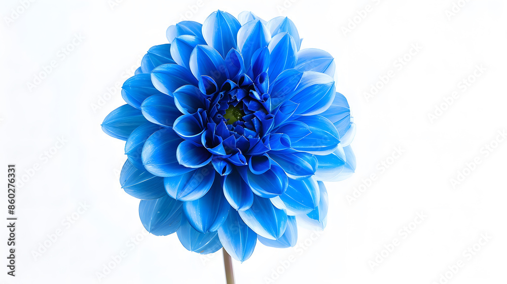 Poster blue flower dahlia isolated on white background for design closeup nature : generative ai